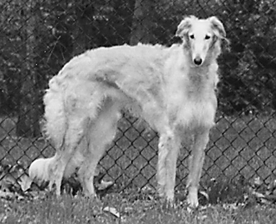 Top Lure Coursing Borzoi 1993